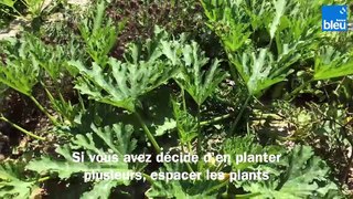 Roland Motte, jardinier : plantez des courgettes, faciles et délicieuses