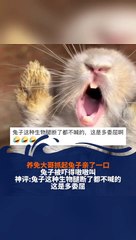 主人親了一口，兔子委屈地叫起來！The owner gave a kiss and the rabbit screamed in grievance!