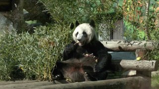 Crowds Flock to Moscow Zoo to See Giant Panda Cub