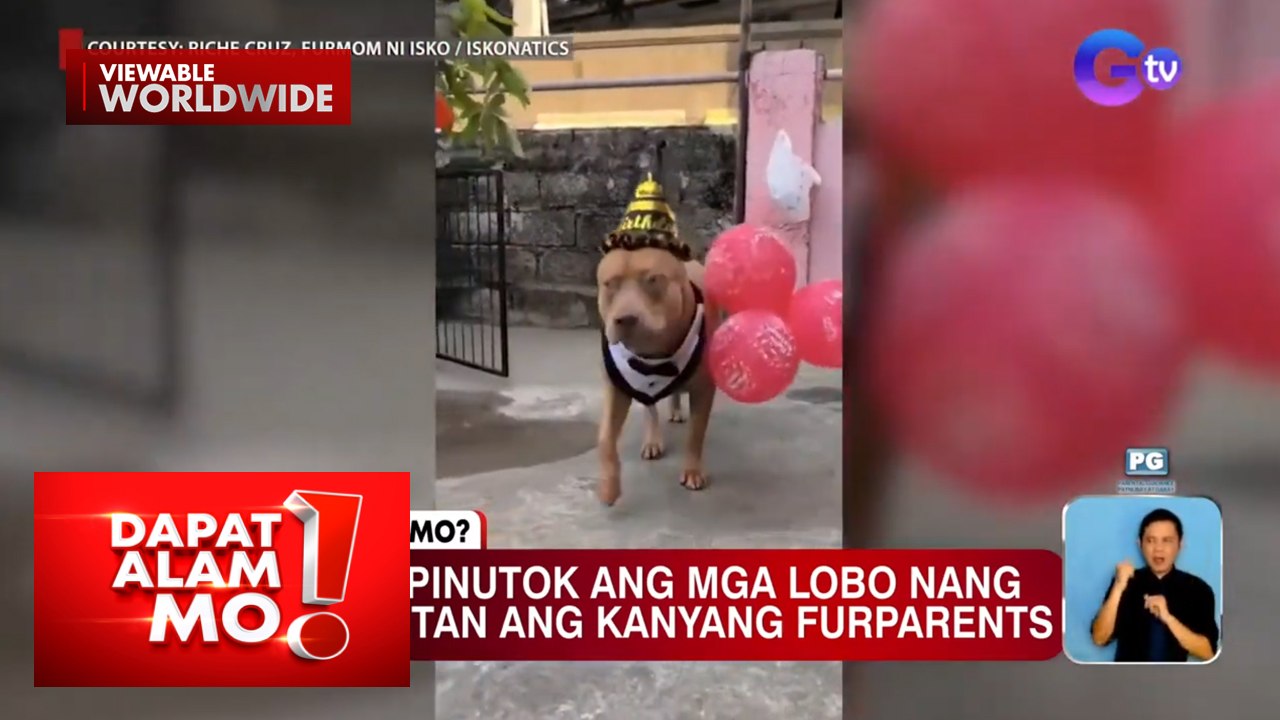 Aso, pinutok ang mga lobo nang magkulitan ang kanyang fur parents ...