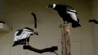 Condors at Helmsley Bird of Prey Centre