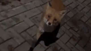 Unexpected footsteps: Fox's playful commotion interrupts a girl's quiet walk