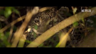 Living with Leopards - Official Trailer Netflix