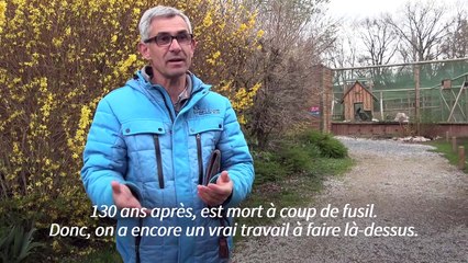 Quasi-oublié, le plus grand aigle d'Europe lutte pour sa survie