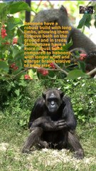 Baboon VS Chimpanzee