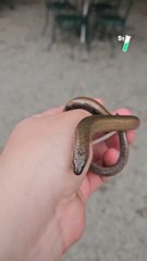 Tu savais que les lézards sans pattes, ça existait ? Découvre l’orvet avec @seb_insectes ! 