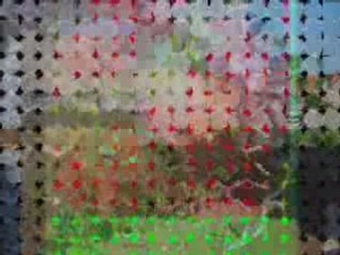 Fraise en serres en Algerie Mostaganem Ouadfel Djilali 2008