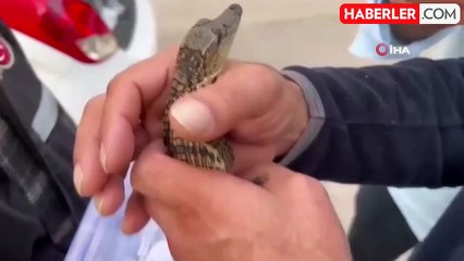 Hayvan kaçakçılarına polis operasyonu! Tam 565 egzotik tür ele geçirildi