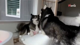Fa una sorpresa ai suoi cani: dopo averla scoperta, gli Husky non sanno più cosa fare