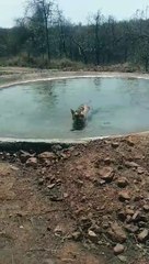 बाघ अपनी सीमा में है, लोग उसके क्षेत्र में जा रहे है