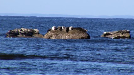 Îles-de-la-Madeleine : Un centre innovant pour une chasse au phoque plus éco-responsable 🦭