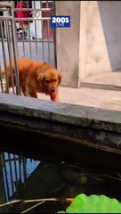 ¡Increíble acto de bondad! 🐶 Este perro rescata y cuida a un pececito en su hábitat