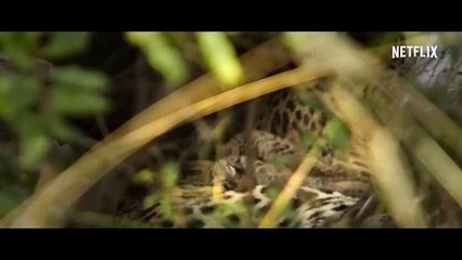 Living with Leopards | Official Trailer | Netflix