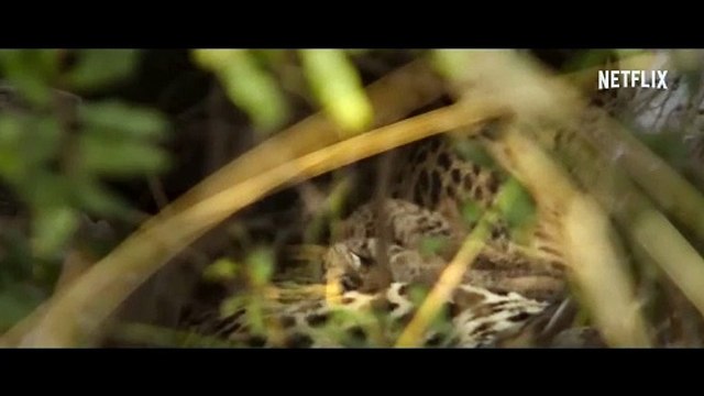 Living with Leopards | Official Trailer | Netflix