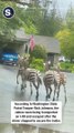 Zebras Run Wild in Washington State