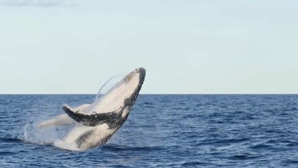 whale jumps out of water during sightseeing