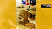 Huvittava video kokoaa koiria, jotka syövät oudoimmilla tavoilla