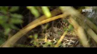 Living with Leopards Documentary Movie