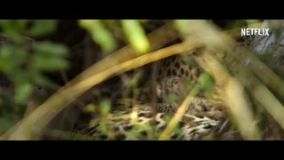 Living with Leopards Trailer