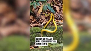Duelo de sogras: rara disputa de serpentes por acasalamento é capturado em vídeo
