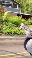 Zebras escapan en Washington