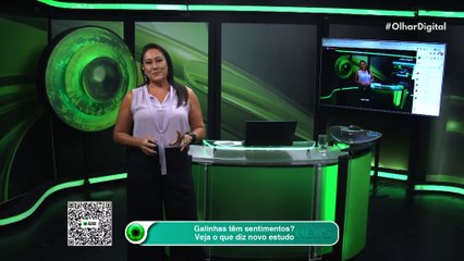 Galinhas têm sentimentos? Veja o que diz novo estudo
