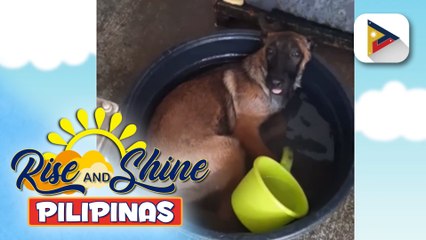 Sunshine Stories | Dalawang kyut na aso kinagiliwan online dahil sa kanilang pagbabad sa batya