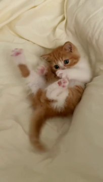 FUNNY CATS and DOGS & Animals 2024 - Funniest Animals Videos - New Funny Cats and Dogs Videos 2024