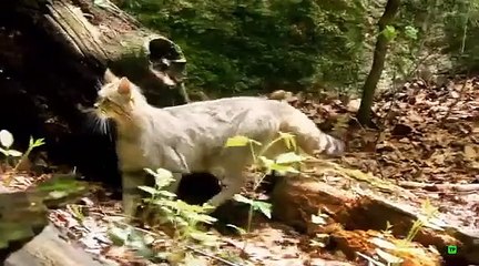 Documental La verdad sobre los gatos