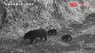 熊媽媽帶2隻熊寶寶逛利嘉林道 爬山壁身手矯健(林業保育署台東分署提供)