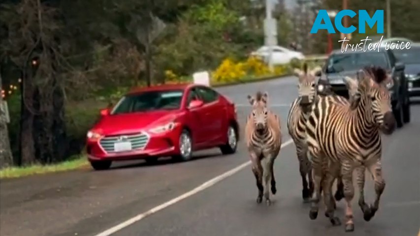 Motorists in Washington state were shocked to see a group of zebras running free on the highway.