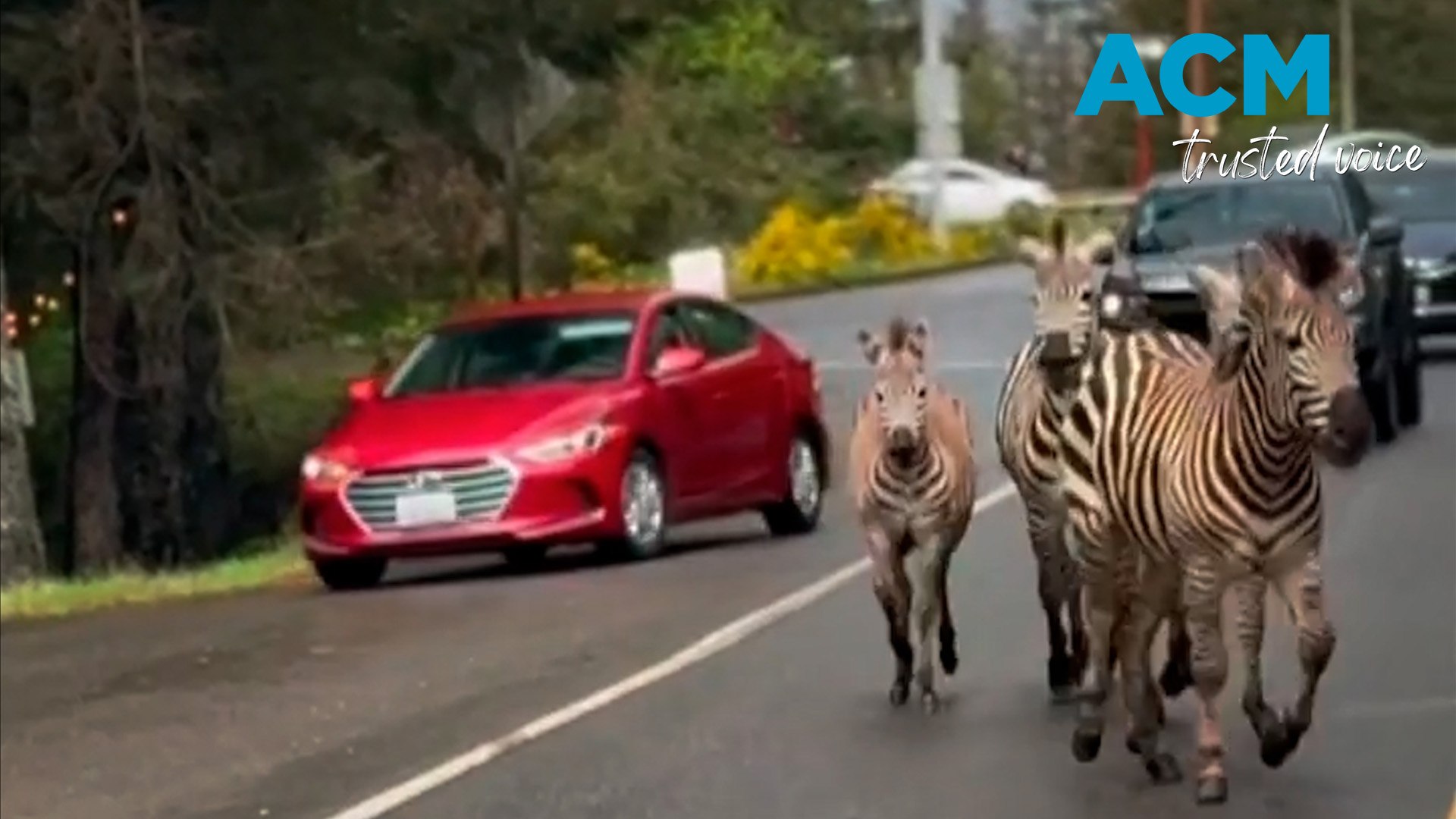 ⁣Zebras cause traffic chaos after escaping from transport trailer