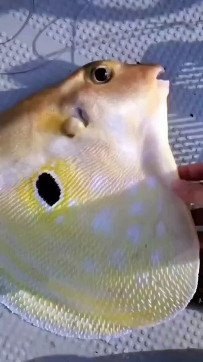 The Threetooth Puffer 