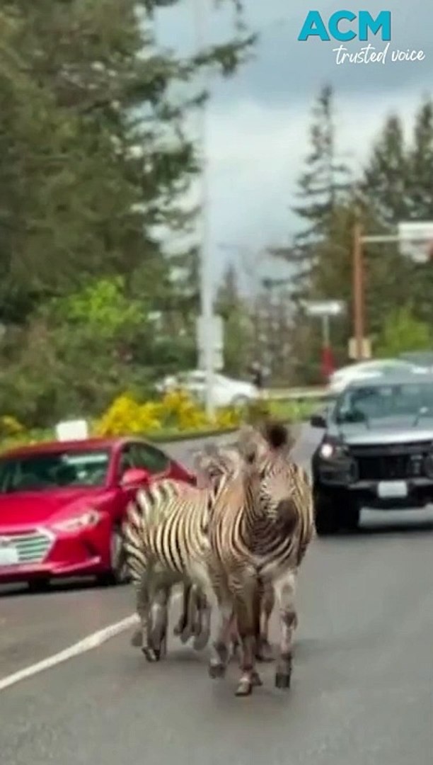 ⁣Zebras cause traffic chaos after escaping from transport trailer