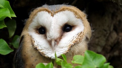 The Barn Owl: Close Up HD Footage (Tyto alba)