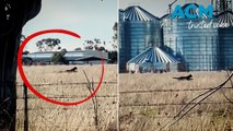 Ballarat black panther sighting sparks online speculation