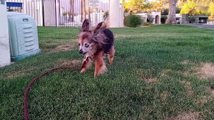 Ozzyta's cruises round. I was able to back up & film her mostly. We met scottish terrier on walk VID_20240423_184523662