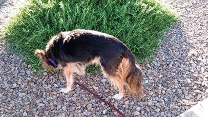 Ozzyta's nails were trimmed & she did business on walk. She also ate real good. Ground wasn't hot VID_20240423_175200345