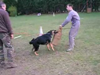 Chiots varna 060