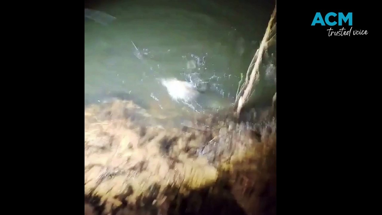 Million Dollar Fish caught | Katherine Times | April 30, 2024