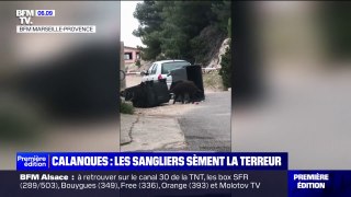 Marseille: dans les calanques, les sangliers sèment la terreur