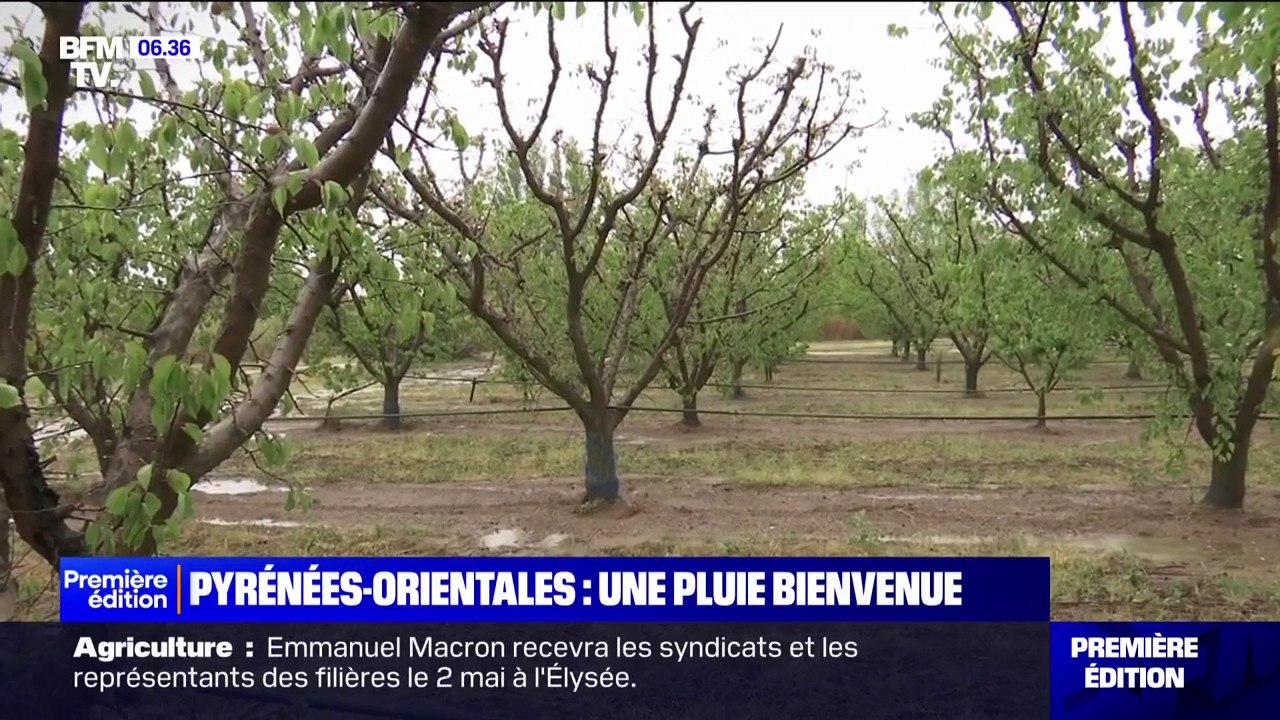 Après une longue sécheresse, la pluie est bienvenue dans les Pyrénées-Orientales