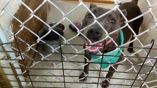 Old film ❤️Roxie 7y A574458 Female She was Just so darn Happy to be out of the Kennel spending some time with the ice cream man kennel 25 Pima Animal Care Center❤️4000 N. Silverbell Tucson AZ 5-31-2017adopted6-8-2017