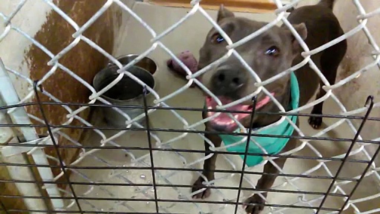 Old film ️Roxie 7y A574458 Female She was Just so darn Happy to be out