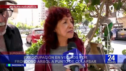 Surquillo: arboles invaden la vía pública y ponen en peligro a los vecinos