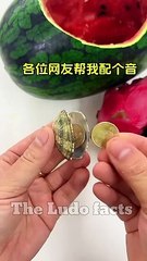 तरबूज में छुपाया ड्रैगन फ्रूट  __ watermelon mein chhupaya dragon fruit  __ #facts