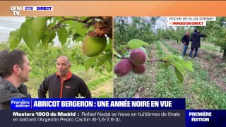 Drôme: une faible production d'abricots Bergeron en vue cette année à cause de la pluie au moment de la pollinisation