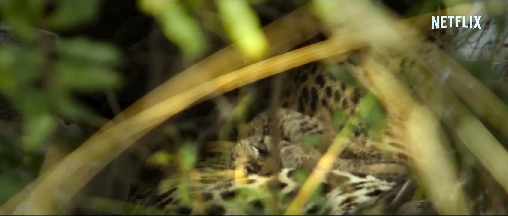 Leben mit Leoparden Trailer OV