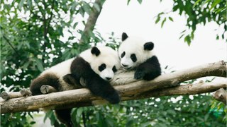 Ungewöhnlich: Touristen werden Zeugen von Panda-Angriff in chinesischem Zoo