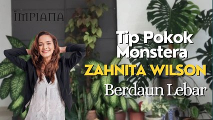 Tip Pokok Monstera Zahnita Wilson, Subur Berdaun Lebar